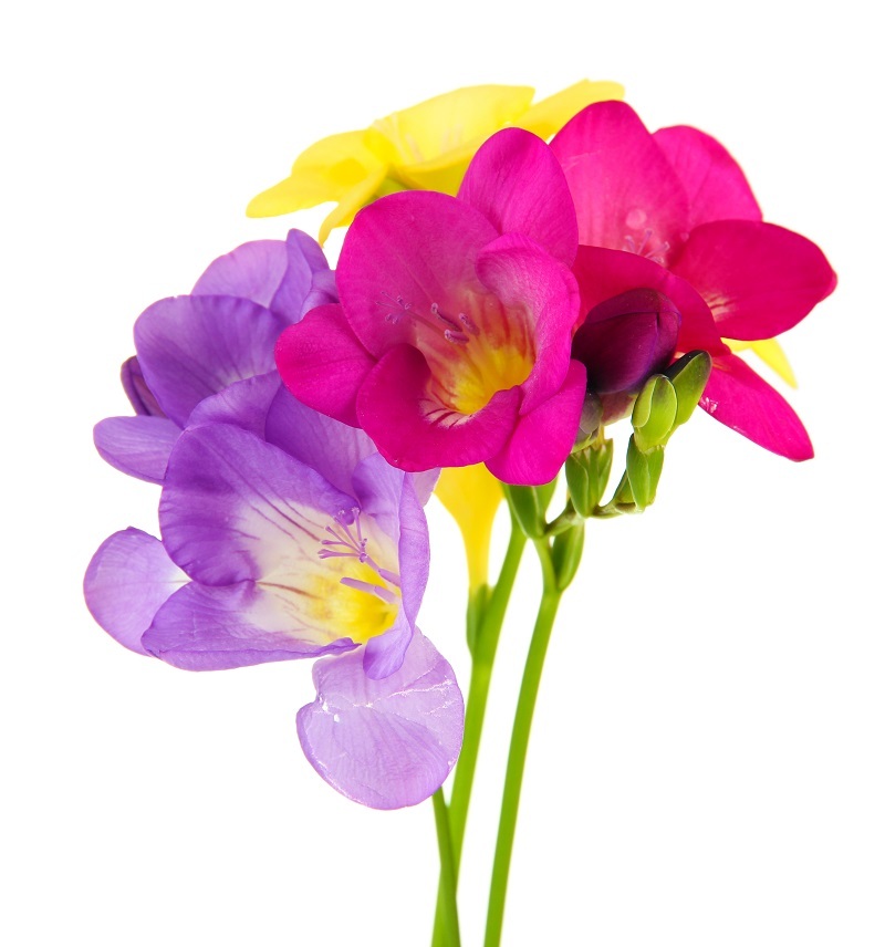 bouquets flowers