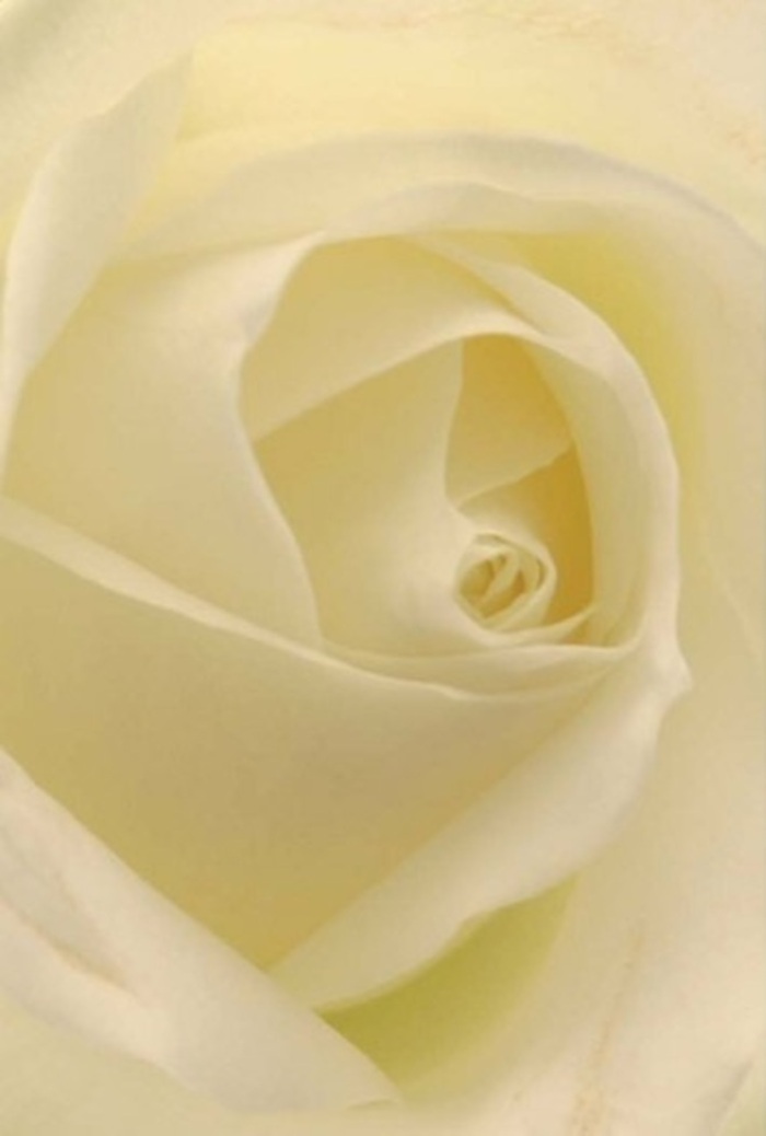 Gazing closely at this elegantly arranged cream rose, one becomes absorbed by the interplay of softness and structure that typifies Kingsbury's cherished style of floristry. Layers upon layers of petal unfold with serene sophistication, their hues ranging from purest white to a warm, creamy core-a blend that reflects the gentle light streaming into a neighbourhood window on a peaceful Kingsbury afternoon. Each beautifully shaped petal is caught in a gentle spiral, their matte surfaces and delicate translucence inviting the sense of touch as much as sight. The flower seems to glow from within, as though quietly illuminated by inner calm. With a subtle nod to the tranquility of Kingsbury's green spaces, this rose exudes purity and resilience, equally fitting for occasions of love, apology, or remembrance. The imagined scent wafts clean and soothing, lending an air of serenity to the moment. Crafted with intention and care by a skilled Kingsbury florist, this rose makes an unforgettable centrepiece or heartfelt token-an expression of respect, admiration, and the unique comfort found within the Kingsbury community.